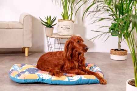 SLEEPER CONF T65 ONE JUNGLE - 409938